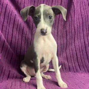 Italian Greyhound